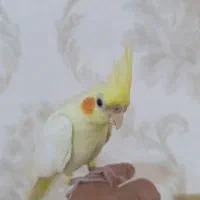 عروس هلندی لوتینو با قفس|پرنده|هندیجان, |دیوار