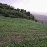 زمین مزروعی