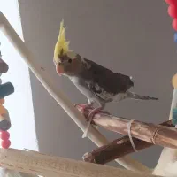 عروس هلندی نر|پرنده|تکاب, |دیوار