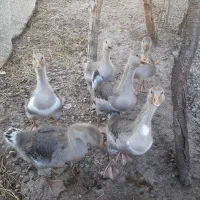 غاز محلی
