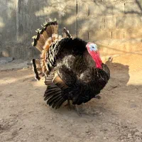 بوقلمون محلی