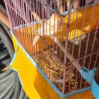 شهرستان حمیدیه|پرنده|حمیدیه, |دیوار