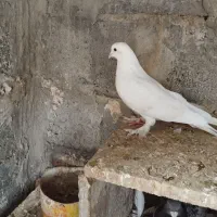 کبوتر|پرنده|میناب, |دیوار