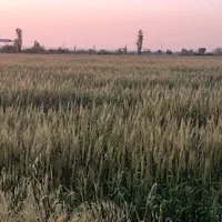زمین کلاسنگیان۲۰۰۰متری معاوزه باماشین|فروش زمین و ملک کلنگی|گرگان, |دیوار