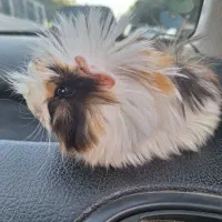 خوکچه هندی|موش و خرگوش|مشهد, عبادی|دیوار
