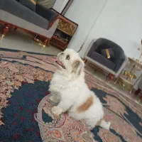 سگ پاکوتاه شیتزو