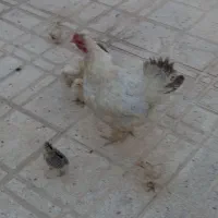 هفت عدد