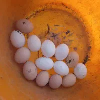 تخمش داشته باش دستگاش با من(شراکت تضمینی)|حیوانات مزرعه|شیراز, اصلاح‌نژاد|دیوار