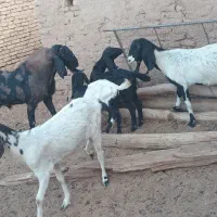 ۷عدد بز وکره ویک عدد چپیش پاکستانی|حیوانات مزرعه|اشکذر, |دیوار