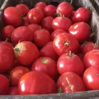 گوجه دست چین شده قوچان و ابگیری گوجه انجام میشود|خوردنی و آشامیدنی|مشهد, بهمن|دیوار