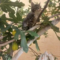 گربه|گربه|اصفهان, تیران|دیوار