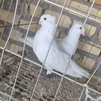 کبوتر سفید موشی