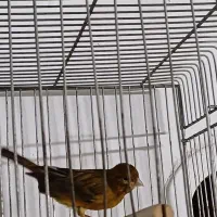 قناری|پرنده|تهران, کیانشهر|دیوار