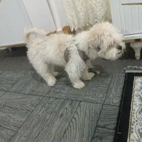 سگ شیتزو|سگ|خرم‌آباد, |دیوار