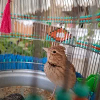 لوازم سهره خاکی قناری