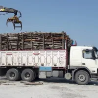 قیمت چوب درخت کرمانشاه|خدمات باغبانی و درختکاری|کرمانشاه, |دیوار