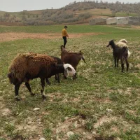 گوسفند میش وبره بز