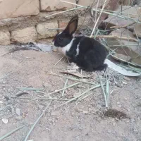 خرگوش