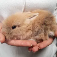 خرگوش مینی لپ