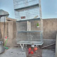 قفس غلامی|لوازم جانبی حیوانات|شیراز, کوشک میدان|دیوار