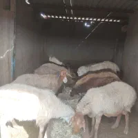 تعداد ۹رس میش بره دار