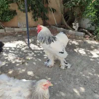 تخم مرغ نطفه دار برهما رومانی اصیل|حیوانات مزرعه|کرمانشاه, |دیوار