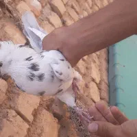 کفتر درست حسابی