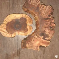 چوب درخت انگور کلکسیونی 40 ساله