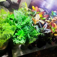 گل و گیاه ، نصف قیمت بازار|گل و گیاه طبیعی|ری, دولت‌آباد|دیوار