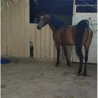 مادیان یسر وارداتی