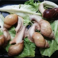 حلزون درمانی