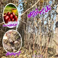 نهال سیب|گل و گیاه طبیعی|میاندوآب, |دیوار