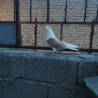 کبوتر پشتار و لوتی