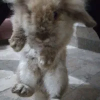 خرگوش بامزه