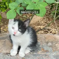 واگذاری بچه گربه|گربه|شیراز, باغ تخت|دیوار