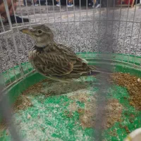 پرنده زیبای