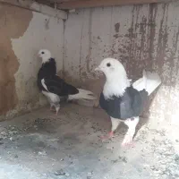 ۱۰عددکبوترناجلدپرشی