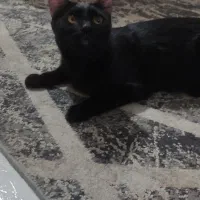 واگذاری رایگان گربه|گربه|تهران, مینای شمالی (مخبر)|دیوار