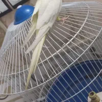 عروس هلندی لوتینو نر دستی مست مست درشت ضمانتی|پرنده|مشهد, طبرسی شمالی|دیوار