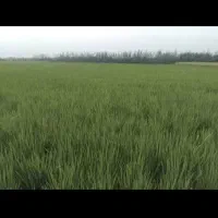 زمین کشاورزی ۵۰۰۰ متری سنددار در صومعه‌سرا