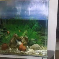 آکواریوم شیشه خم60*30