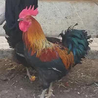 خروس بومی و جوان