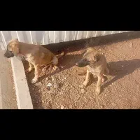 فروش توله سگ