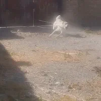 واگذاری سگ گله و نگهبان|سگ|مشهد, شهرک صنعتی توس|دیوار