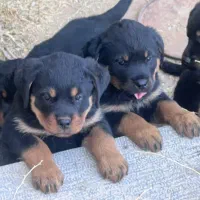 توله سگ روتوایلر