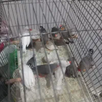 فنج زبرا ولپ سیاه|پرنده|مبارکه, |دیوار