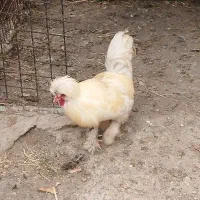 خروس لاری و خروس سلطان و مرغ برهما