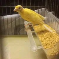 قناری ماده آماده طلایی جفت نرفته