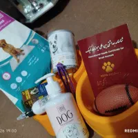 سگ پودل مالتیز مینیا توری (جیبی)|سگ|تبریز, |دیوار