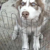 سگ هاسکی|سگ|تهران, سیروس|دیوار